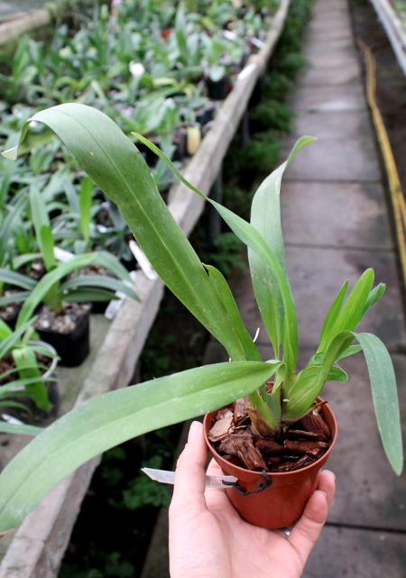 Wilsonara Tan Treasures 'Autumn Nights'.JPG