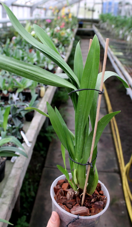 Wilsonara Pacific Panache 'Kenny Boy'.JPG