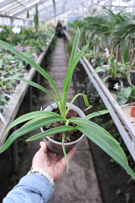 Phragmipedium schlimii.JPG