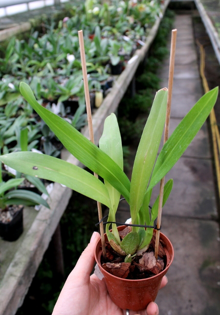 Odontioda George McMahon 'Fortuna'.JPG