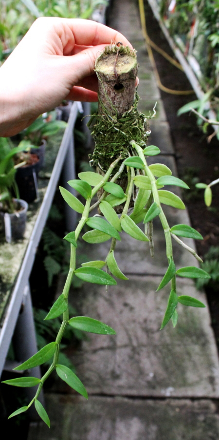 Dendrobium pierardii.JPG