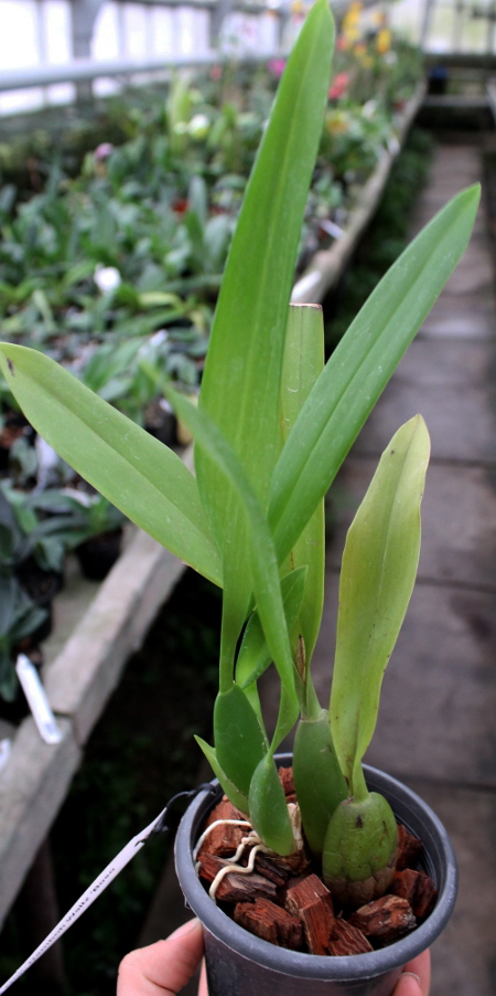 Oncidium Namboh Waltz 'Boso Sweet'.JPG