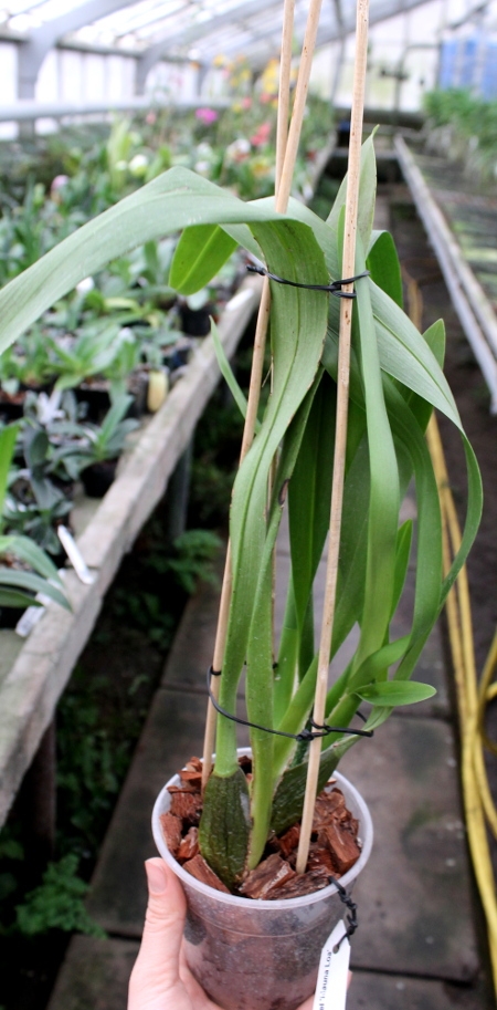 Beallara Pacific Pastel 'Mauna Loa'.JPG