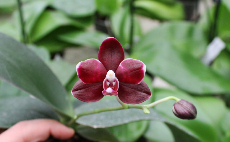 Phalaenopsis Brother Peoker 'BL' x gigantea.jpg