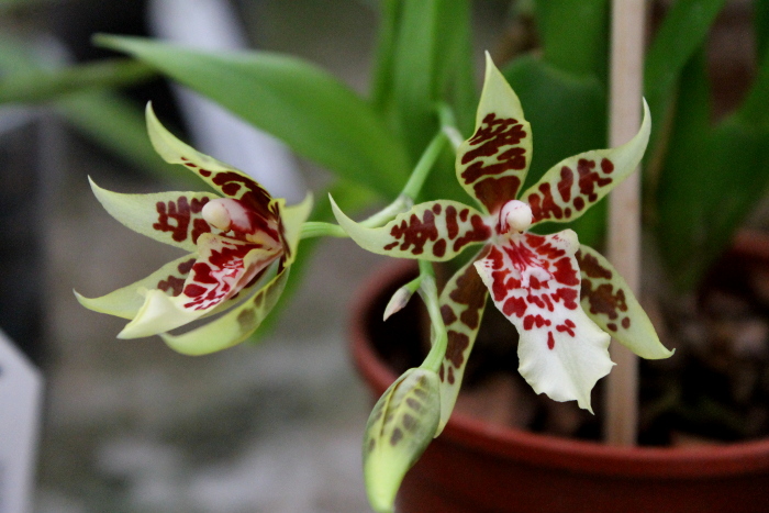 Carpenterara Sydney Smith 'Green Monkey'.JPG