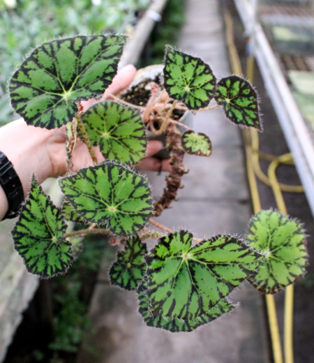 Begonia boweri.JPG