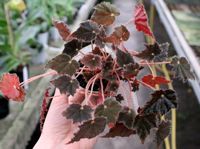 Begonia boweri 'Black Velvet'.JPG