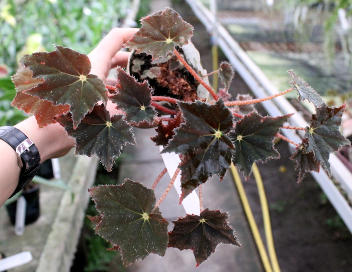 Begonia boweri 'Black Velvet'2.JPG