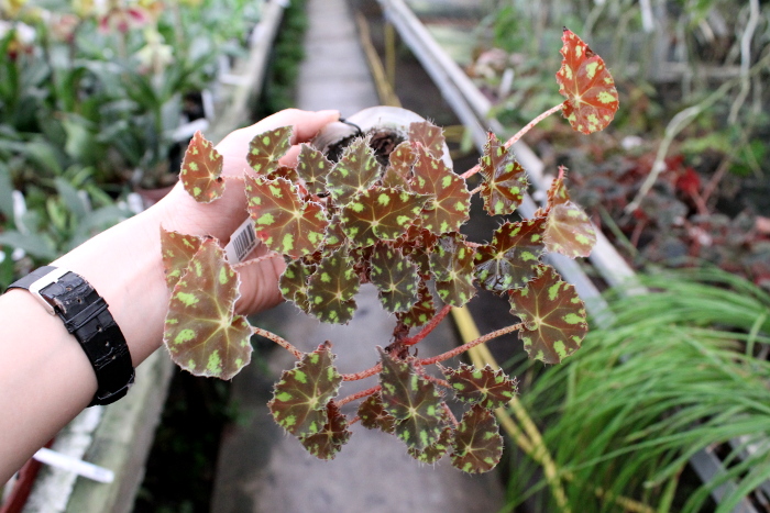 Begonia boweri 'Tiger'.JPG