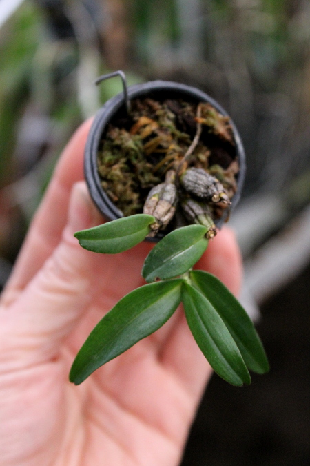 Dendrobium christyanum.JPG