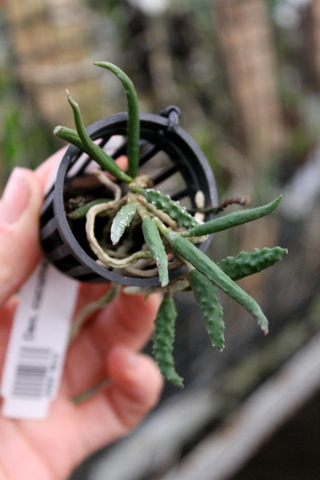 Dendrobium cucumerinum.JPG