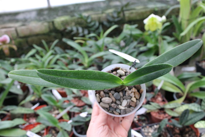 Paphiopedilum (In-Charm Greenery x Alex Szabo) '#C' x Paphiopedilum In-Charm Topaz '#C'.jpg