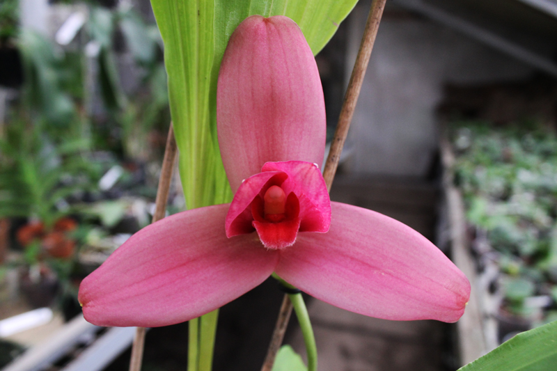 Lycaste Fire Bird.jpg
