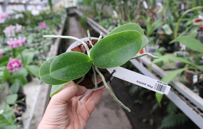 Phalaenopsis pulchra.jpg