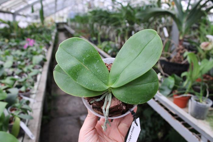 Phalaenopsis Ld Bellina Eagle x Prima.jpg