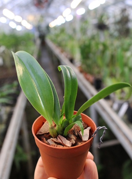 Bulbophyllum phalaenopsis x lobbii.jpg
