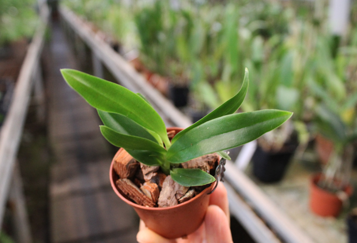 Sophrolaeliocattleya Jillian Lee.jpg