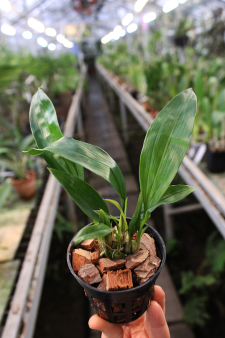 Stanhopea tigrina.jpg
