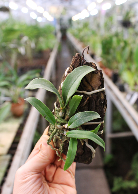 Epicattleya Netrasiri Fine Green.jpg