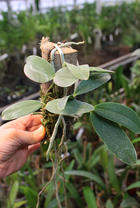 Cattleya aclandiae 'Itaparica' x Cattleya aclandiae 'Mulatinha'.jpg