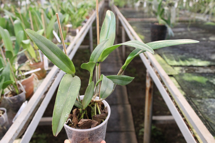 (Brassavola digbyana x Rhyncholaeliocattleya Kuwale Gem) 'ORCHIS'.jpg