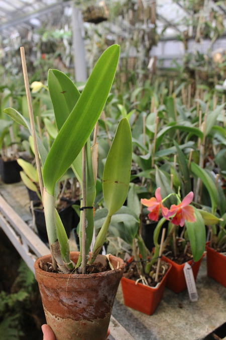 Brassolaeliocattleya Elizabeth Hearns.jpg