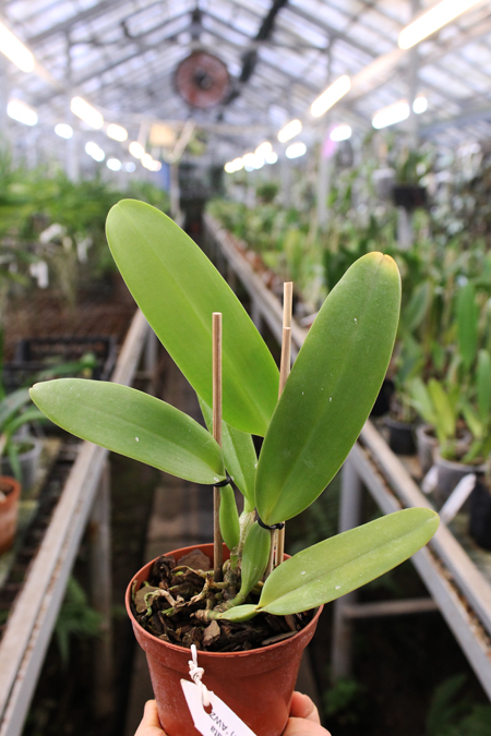 Cattleya labiata punctata x Cattleya labiata punctata (quase concolor) 'AWZ'.jpg