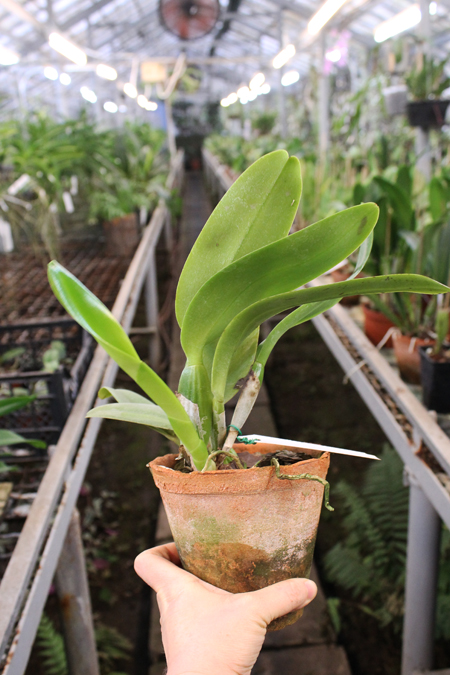 Cattleya labiata semi alba 'Aiko' x Cattleya labiata semi alba 'Magnifica' (Z-12).jpg
