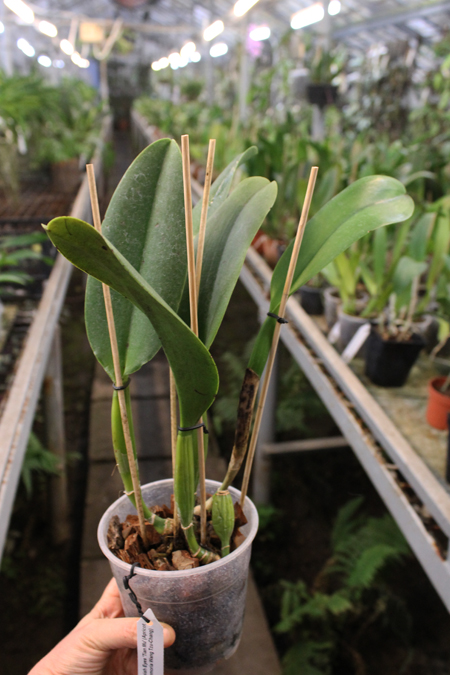 Potinara Spanish Eyes 'Tian Mu' (Apricot Flare x Memoria Wang Tzu-Chang).jpg