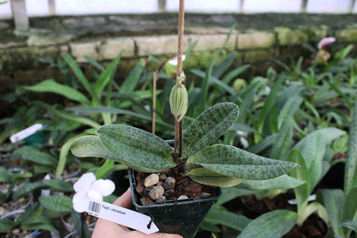 Paphiopedilum venustum.jpg