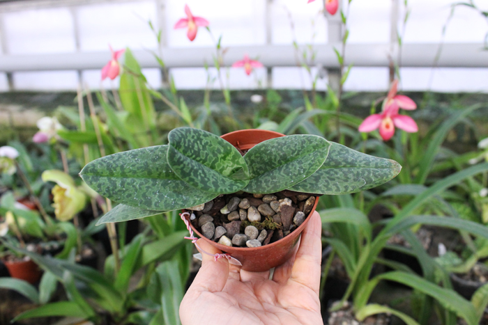 Paphiopedilum venustum alba.jpg