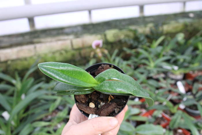 Paphiopedilum Woluwense (niveum x rothschildianum).jpg