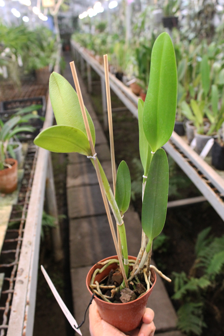 Brassavola glauca x Cattleya intermedia.jpg
