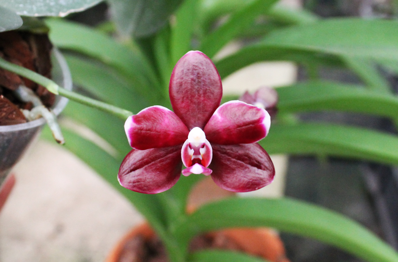 Phalaenopsis Brother Peoker 'BL' x gigantea.jpg