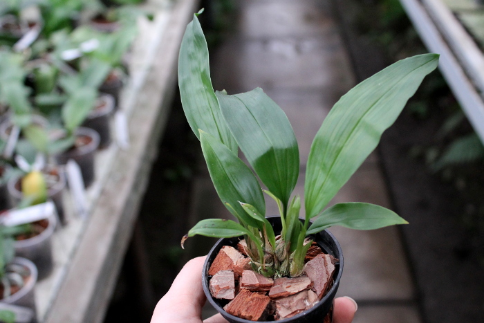 Stanhopea tigrina.JPG