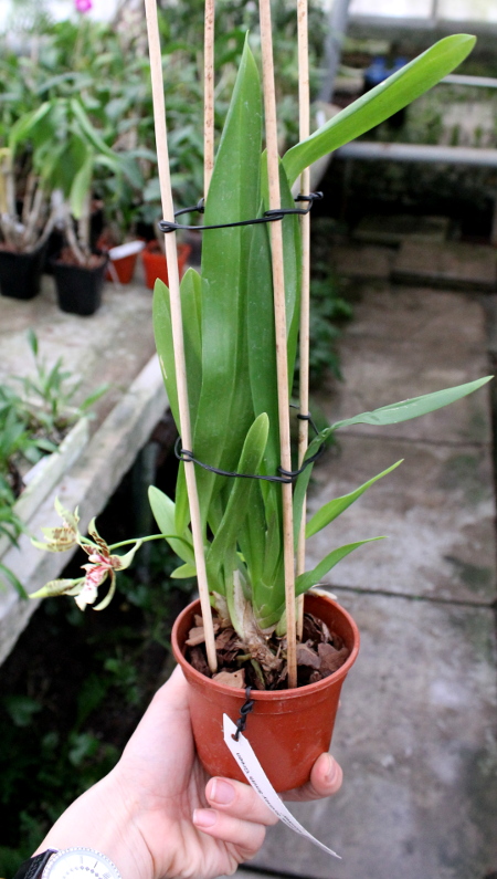 Carpenterara Sydney Smith 'Green Monkey'3.JPG