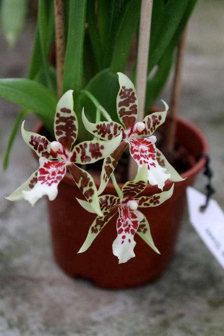 Carpenterara Sydney Smith 'Green Monkey'4.JPG