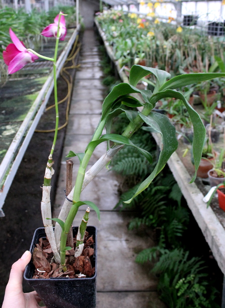 Dendrobium Supernova2.JPG