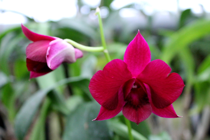 Dendrobium Supernova.JPG