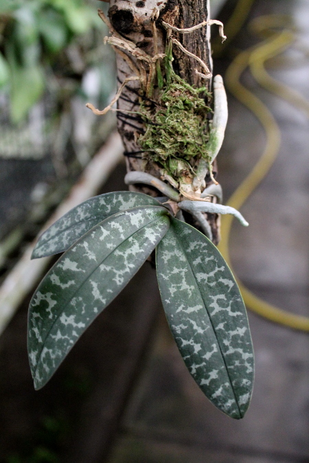 Phalaenopsis schilleriana.JPG