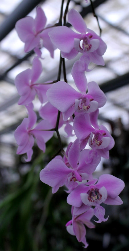 Phalaenopsis schilleriana2.JPG