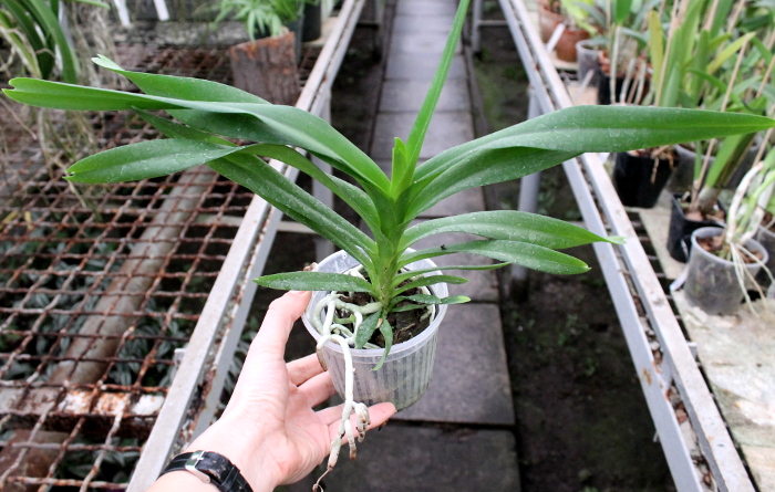Vanda Gilbert Triboulet (coerulea x tricolor).JPG