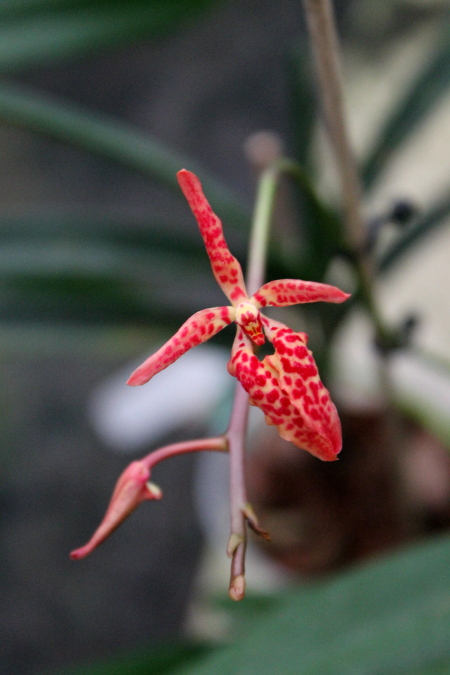 Renanthera matutina.JPG