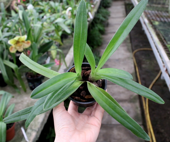 Paphiopedilum villosum.JPG