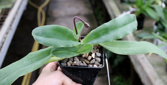 Paphiopedilum glaucophyllum2.JPG