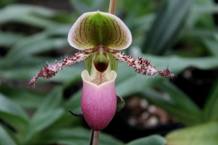 Paphiopedilum glaucophyllum.JPG