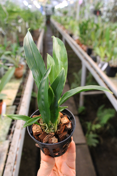 Stanhopea tigrina.jpg