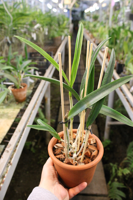 Laelia x oweniae.jpg