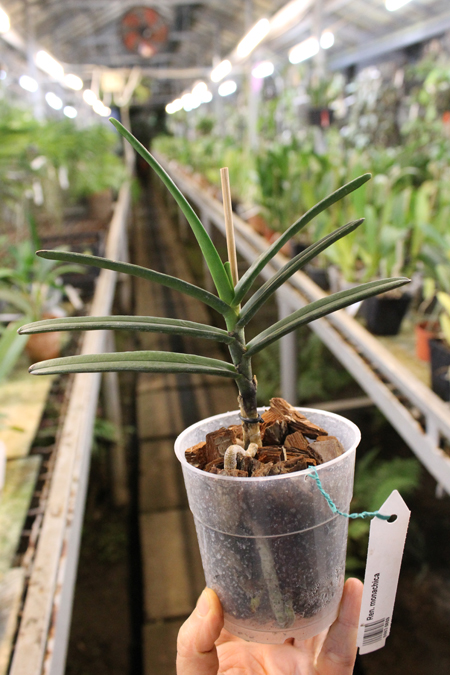 Renanthera monachica.jpg