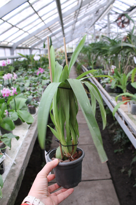 Odontonia Memoria Martin Orenstein 'Lulu'.jpg